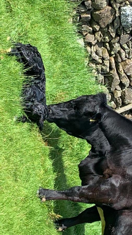 Stybeck Farm Villa Thirlmere Eksteriør billede